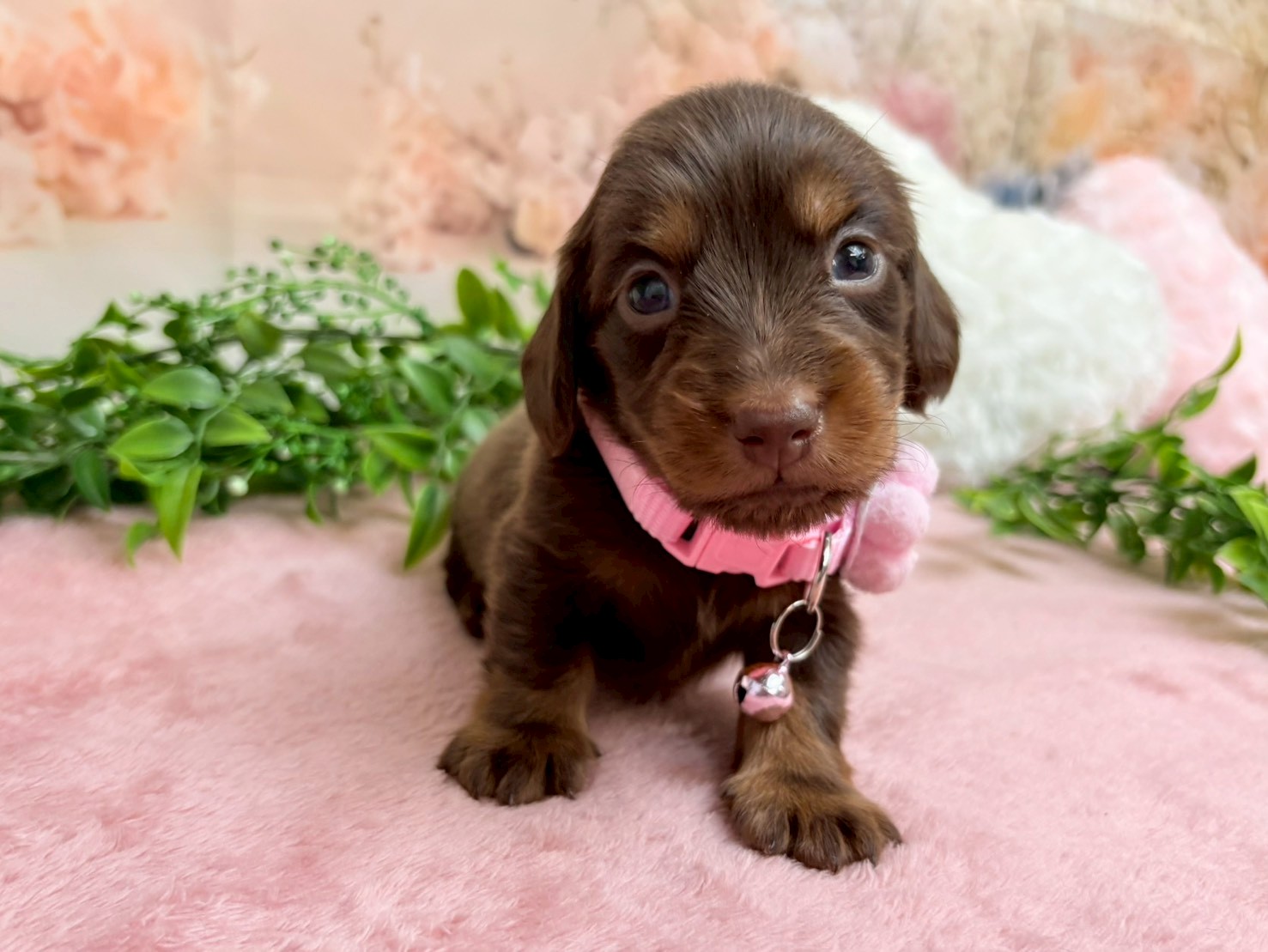 ミニチュア・ダックスフンド