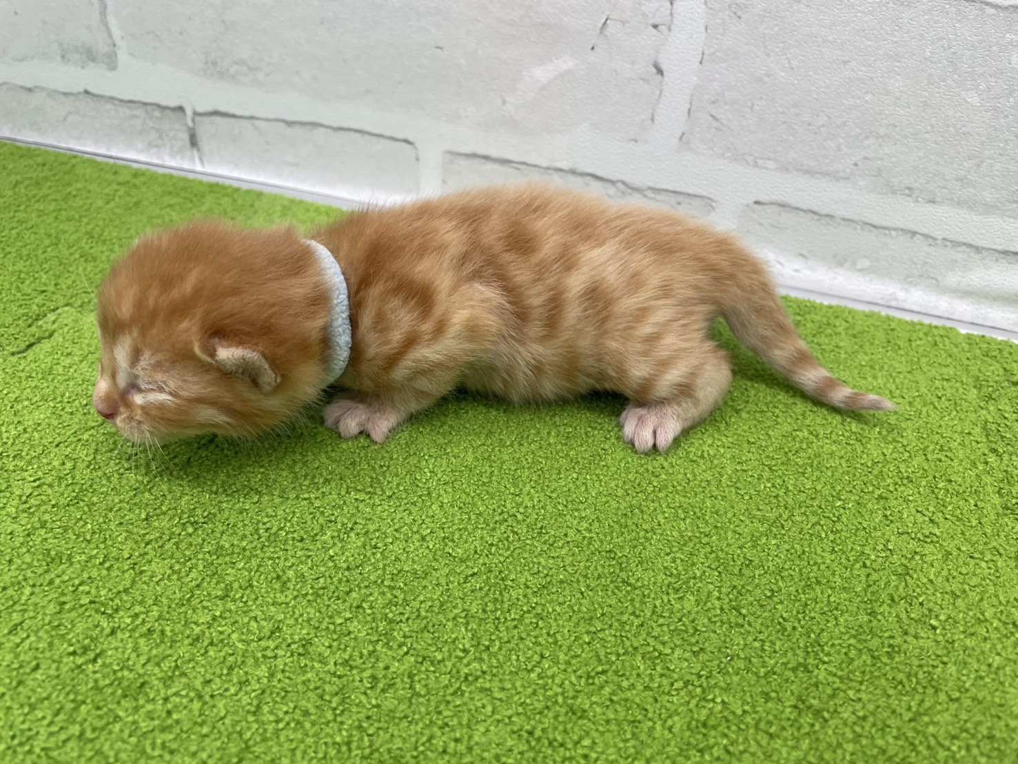 赤ちゃん写真1-2