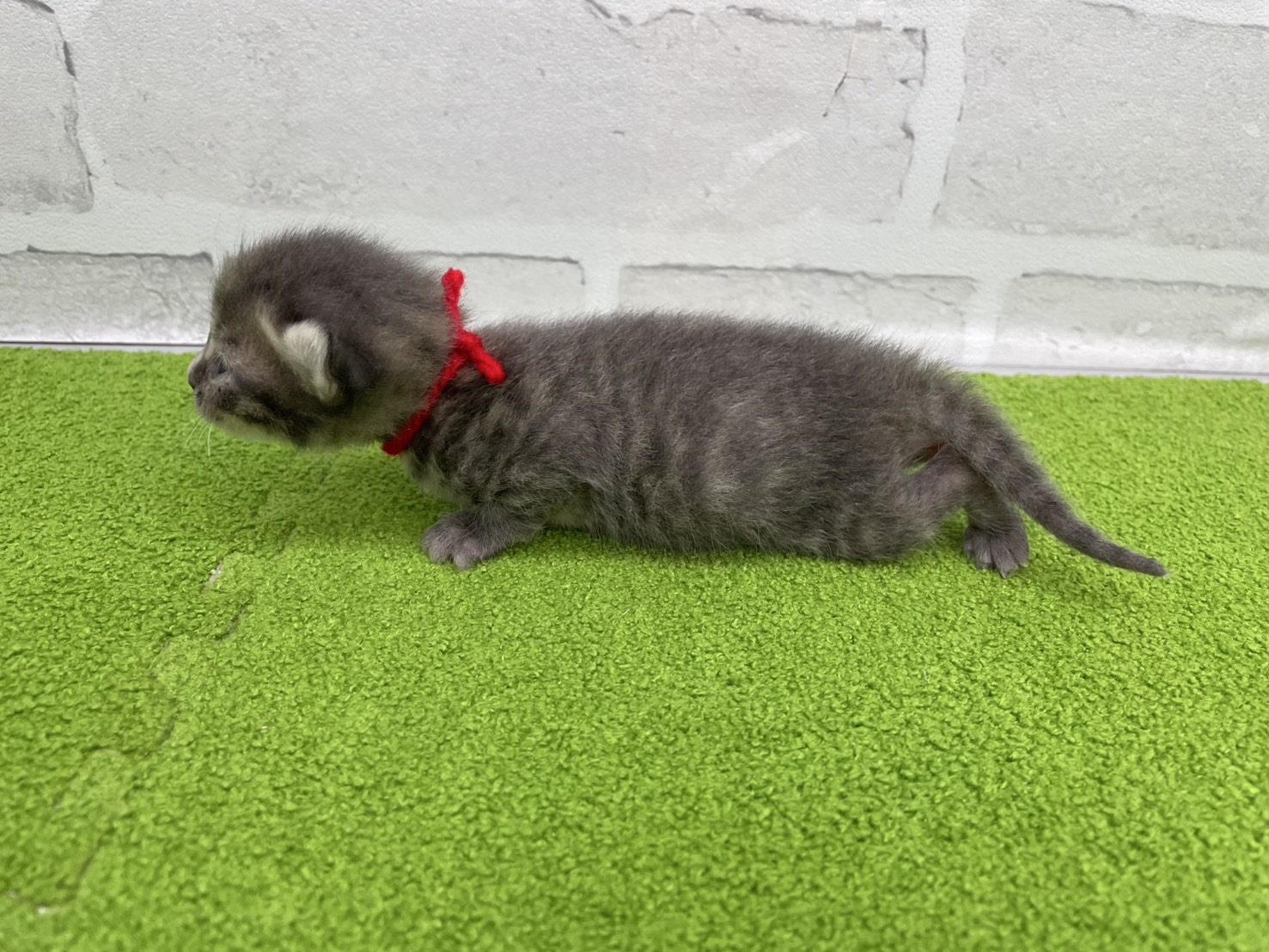 赤ちゃん写真1-2