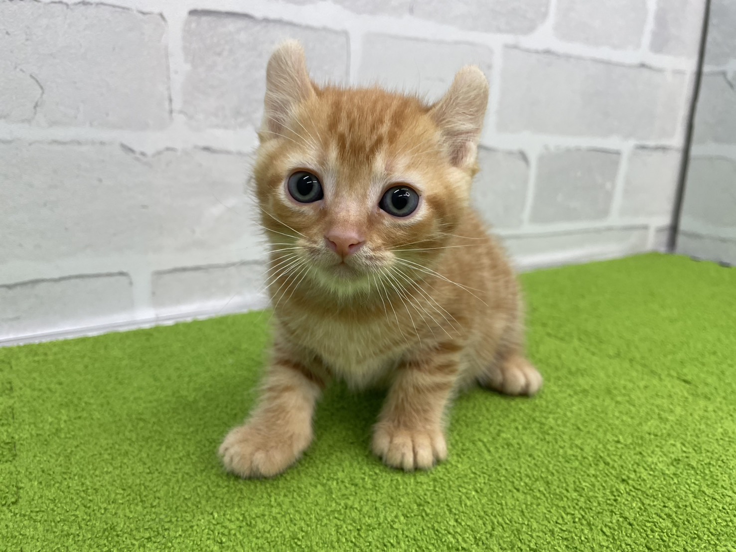 アメリカンカール