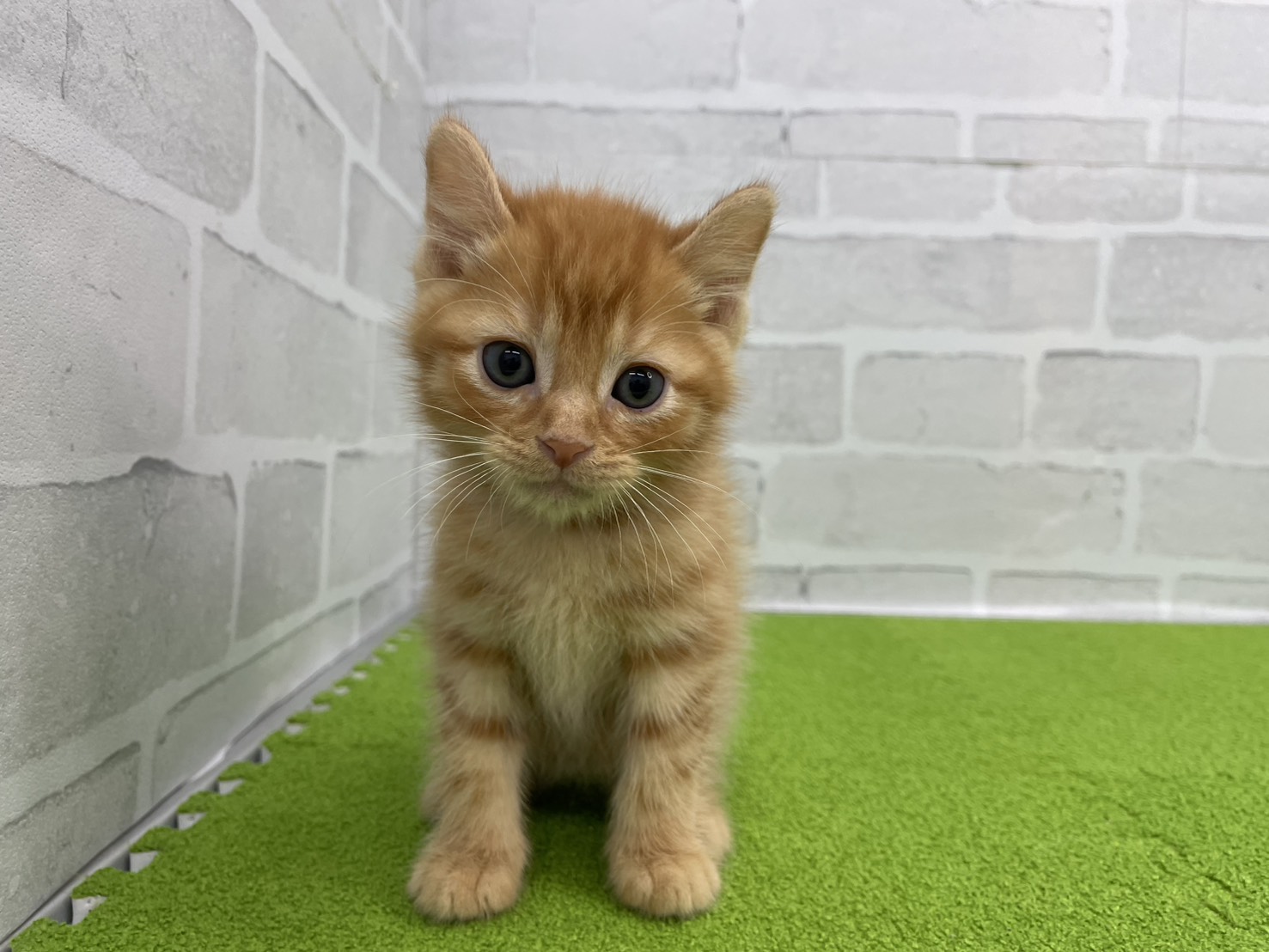 アメリカンカール