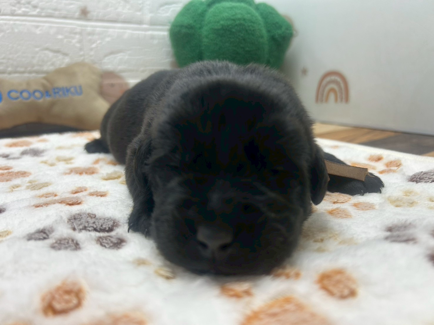 赤ちゃん写真1-1