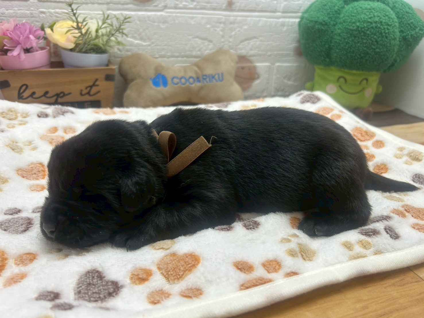 赤ちゃん写真1-2