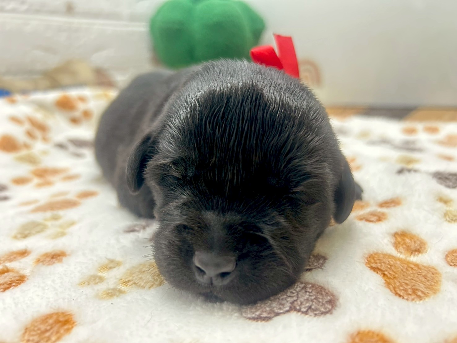 赤ちゃん写真1-1