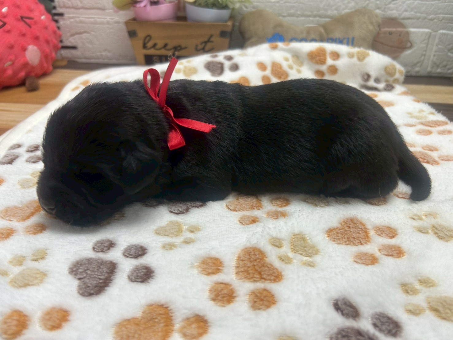 赤ちゃん写真1-2