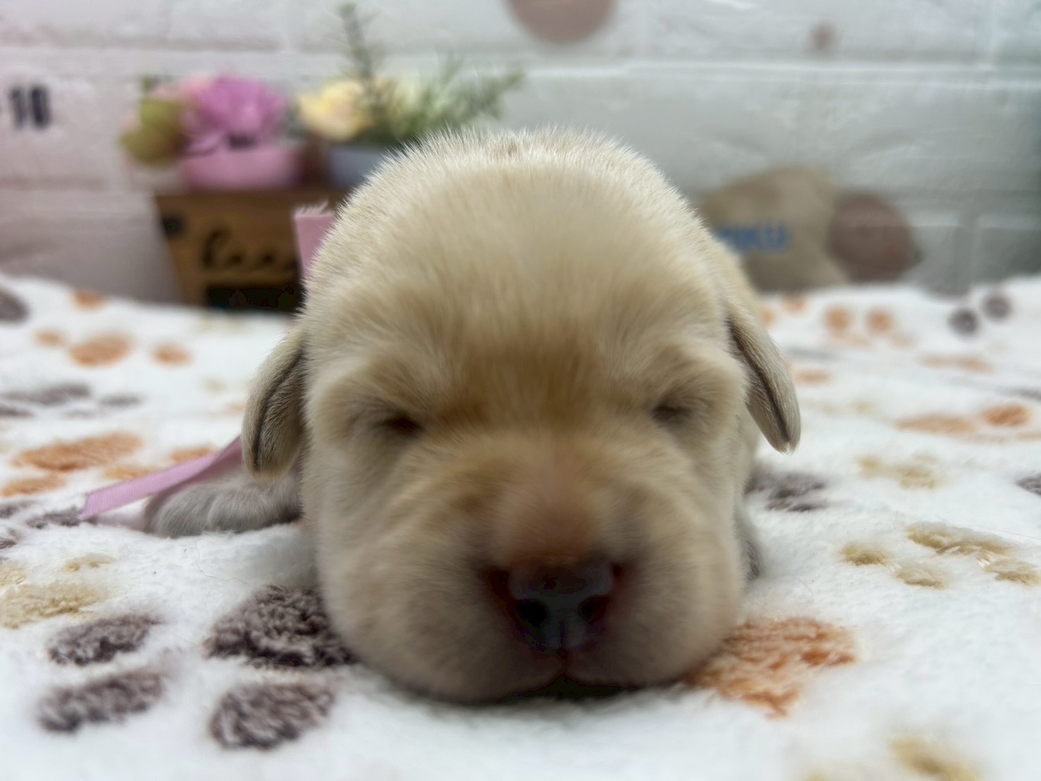 赤ちゃん写真1-1