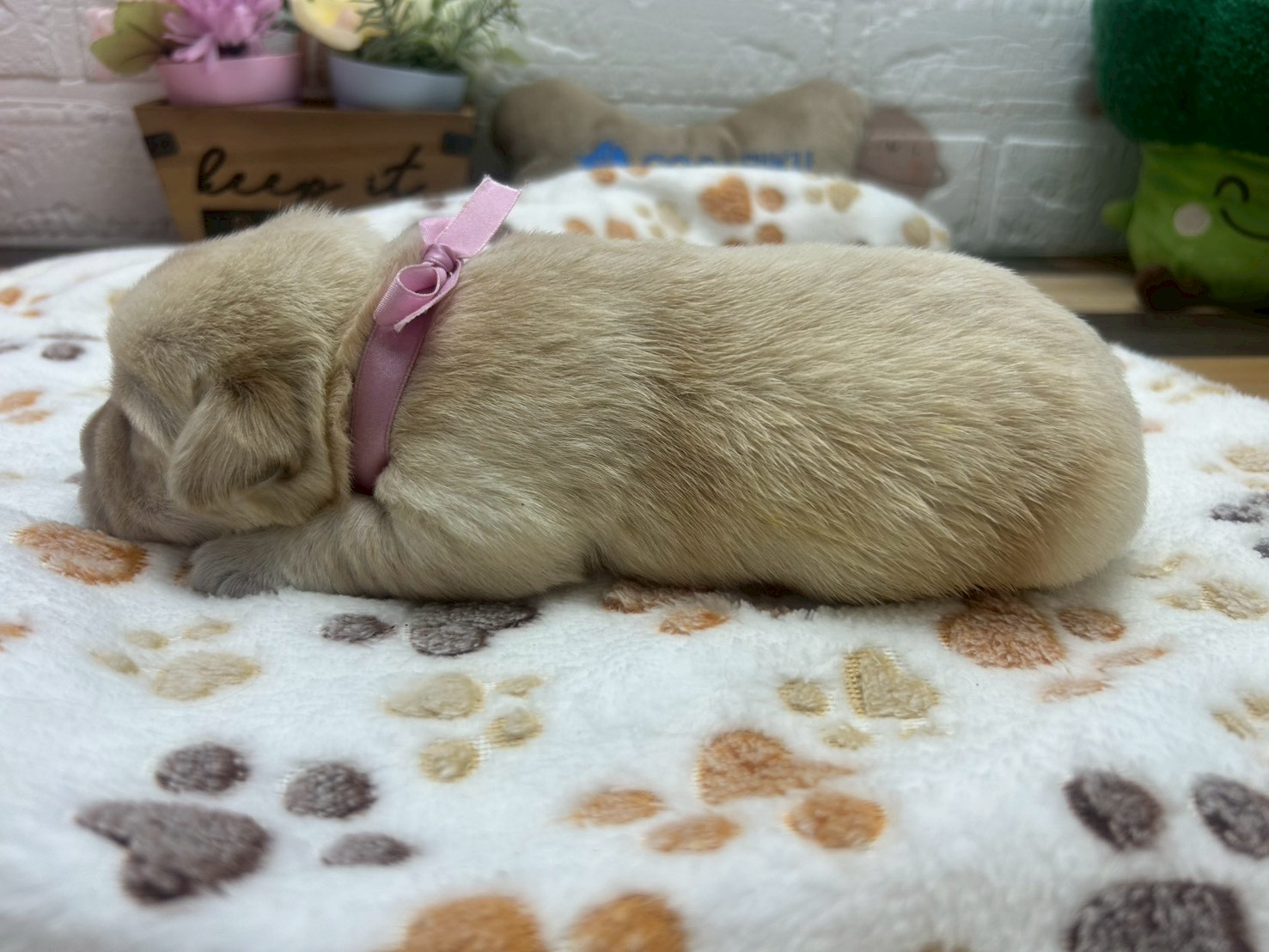 赤ちゃん写真1-2