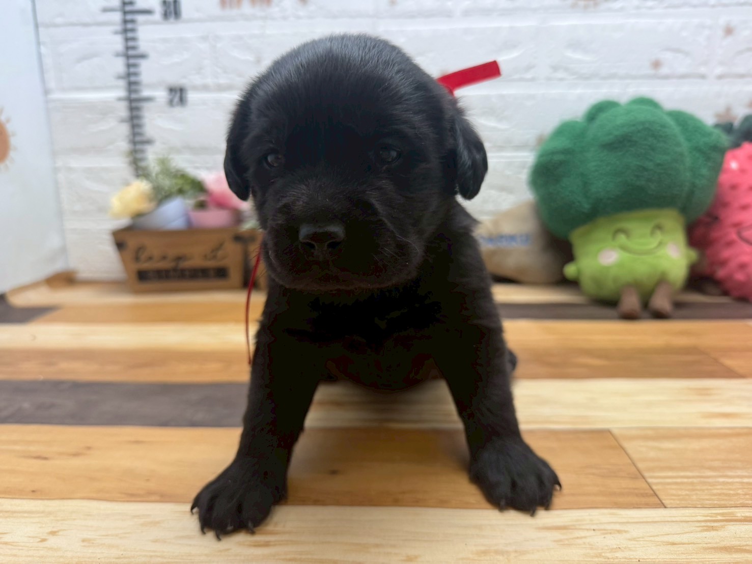 赤ちゃん写真2-1