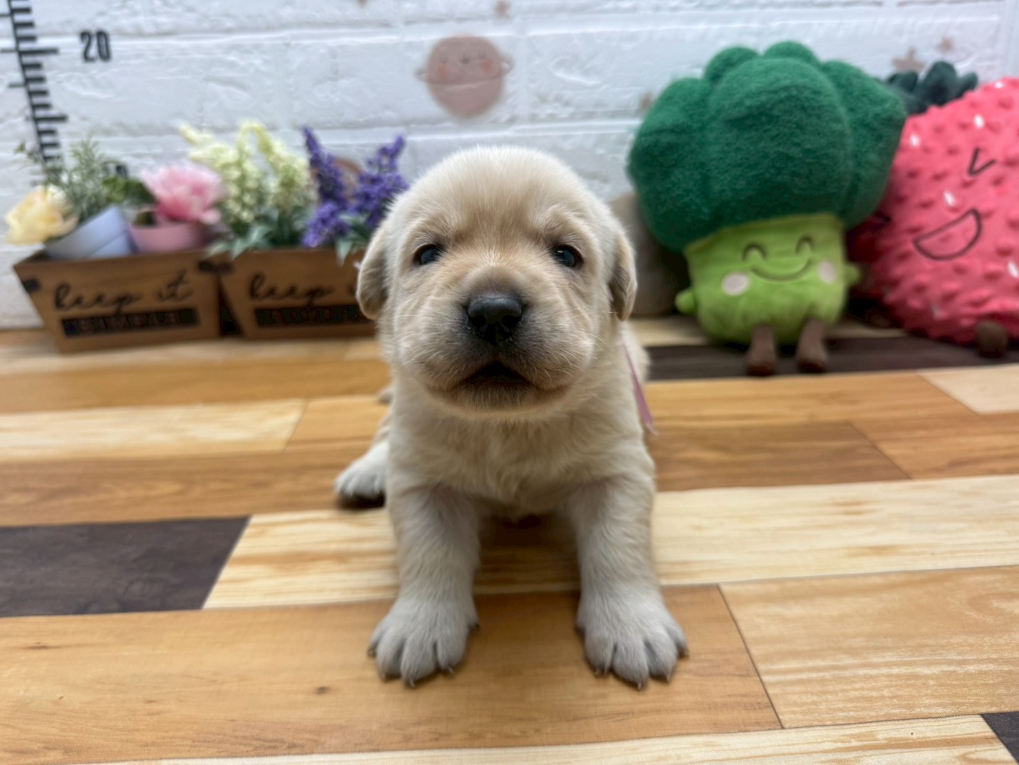 赤ちゃん写真2-1