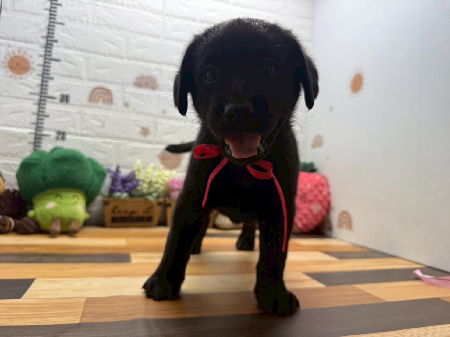 ラブラドール・レトリバー