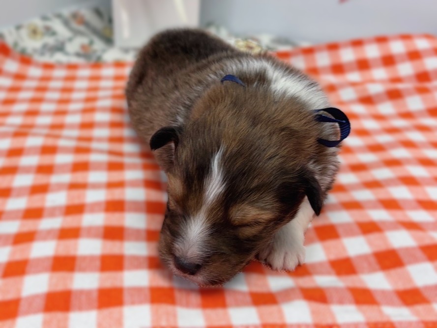 シェットランドシープドッグ