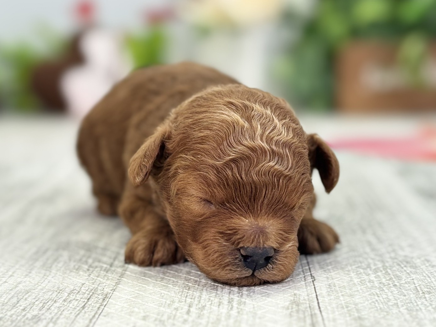 トイ・プードル