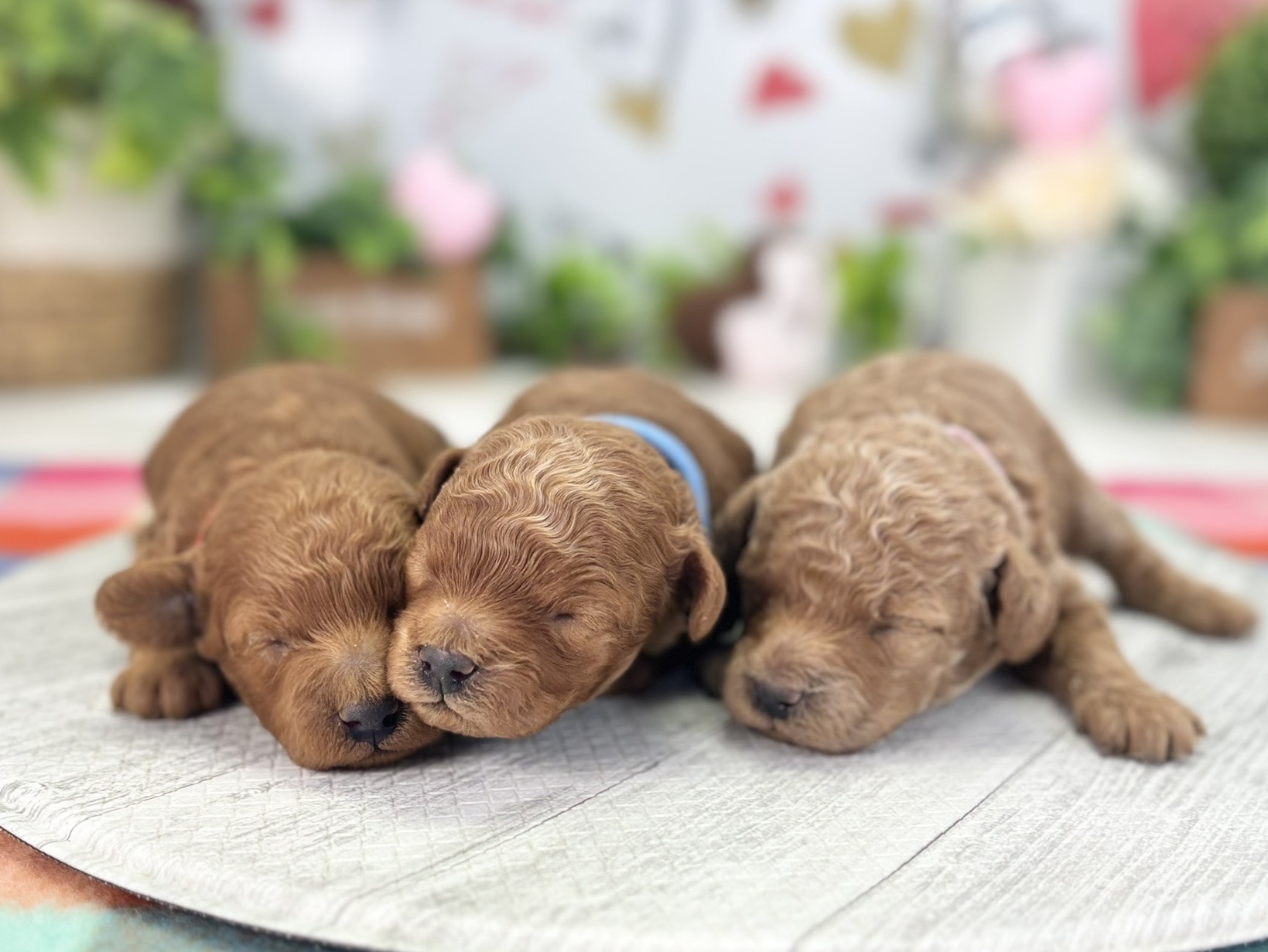 赤ちゃん写真1-3