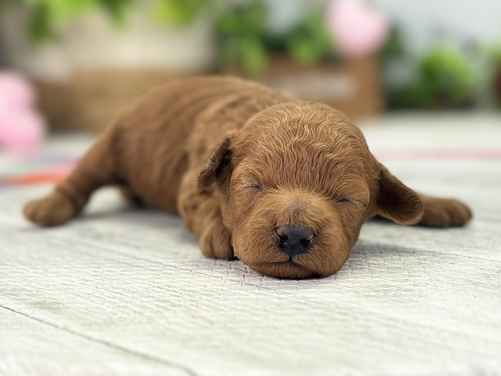 赤ちゃん写真1-1