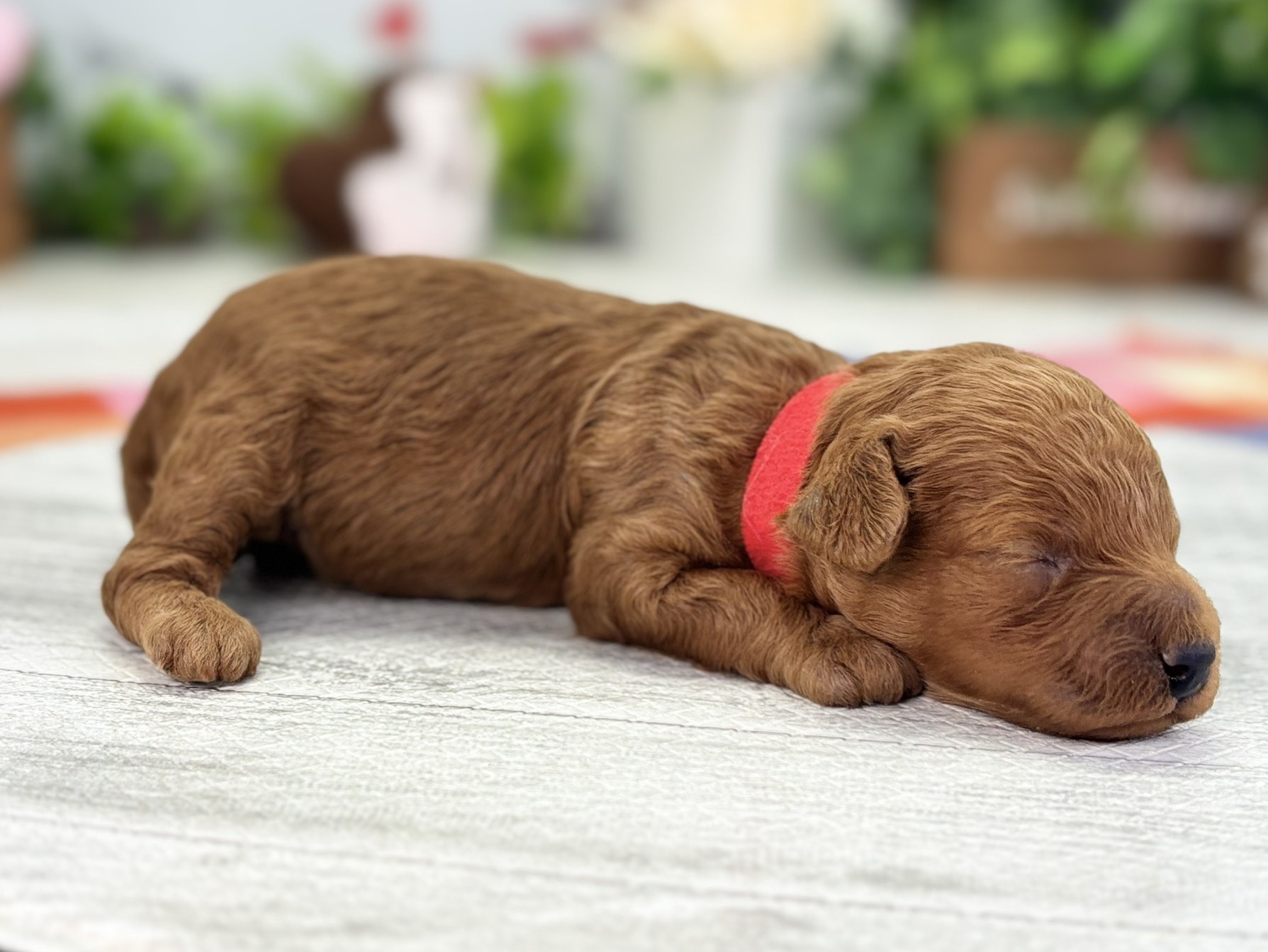 赤ちゃん写真1-2