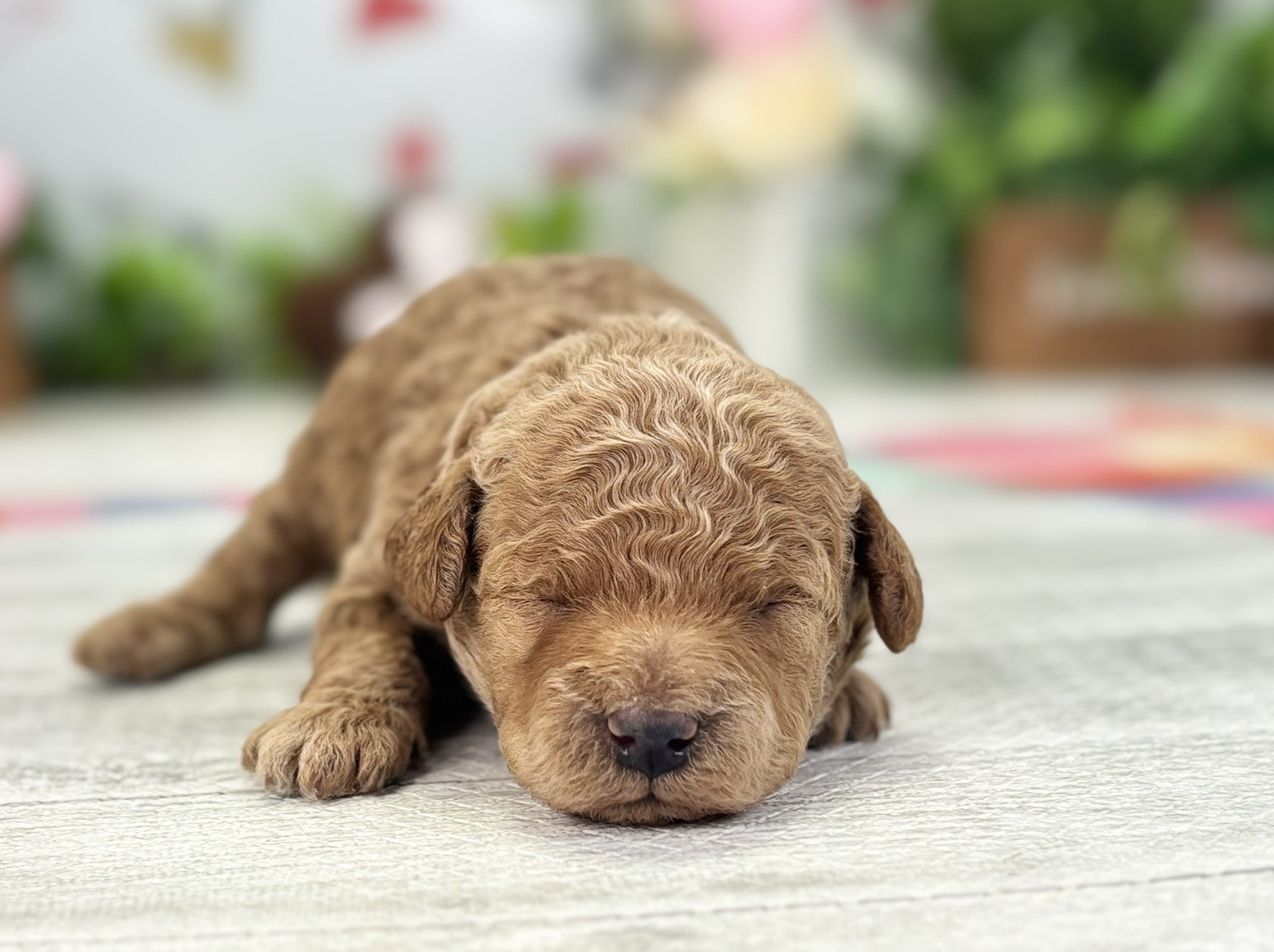 トイ・プードル