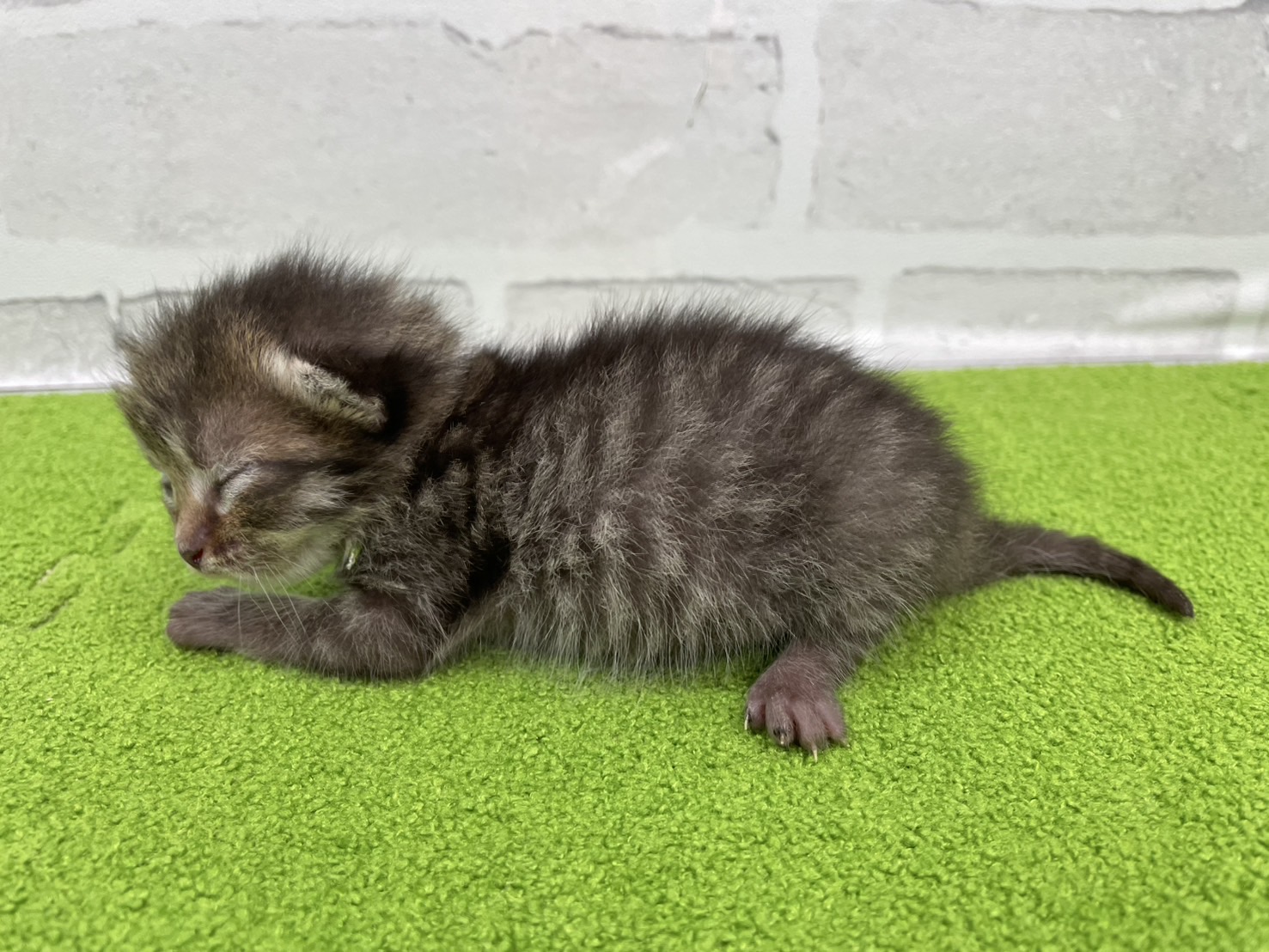 赤ちゃん写真1-2