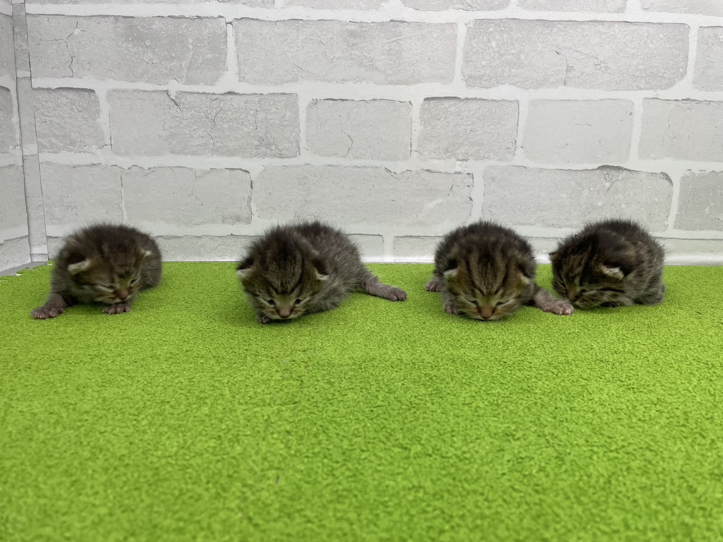 赤ちゃん写真1-3