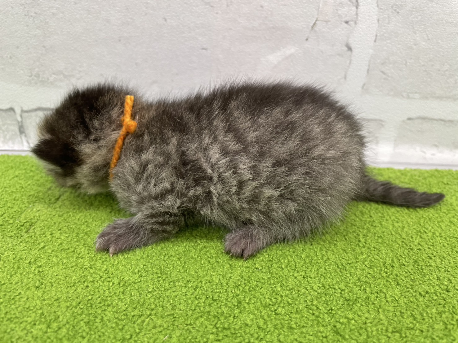 赤ちゃん写真1-2