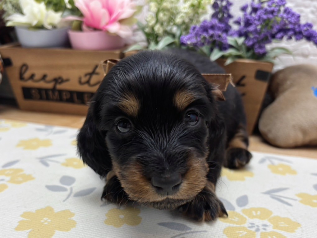 カニンヘンダックスフンド