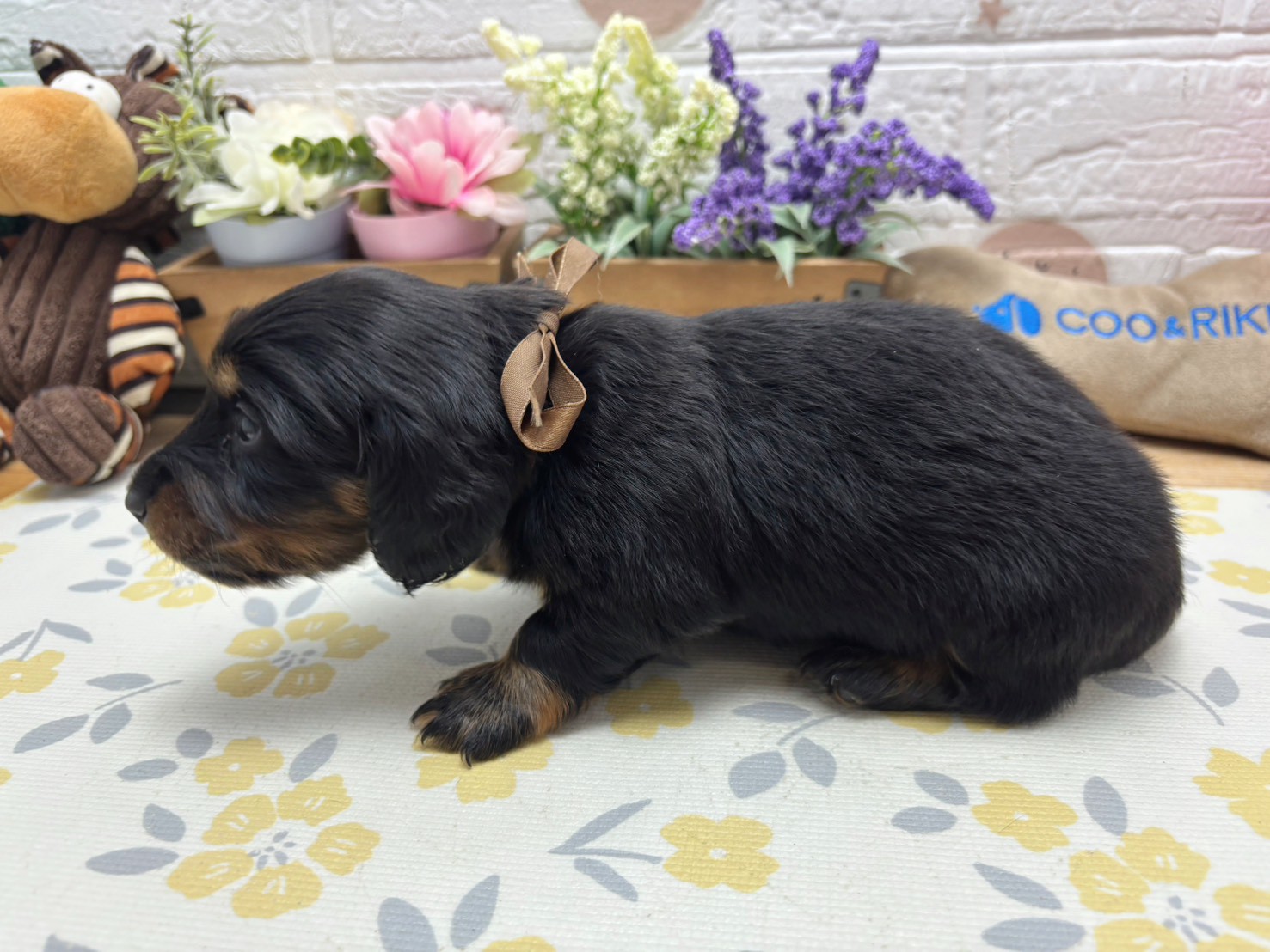 赤ちゃん写真2-2