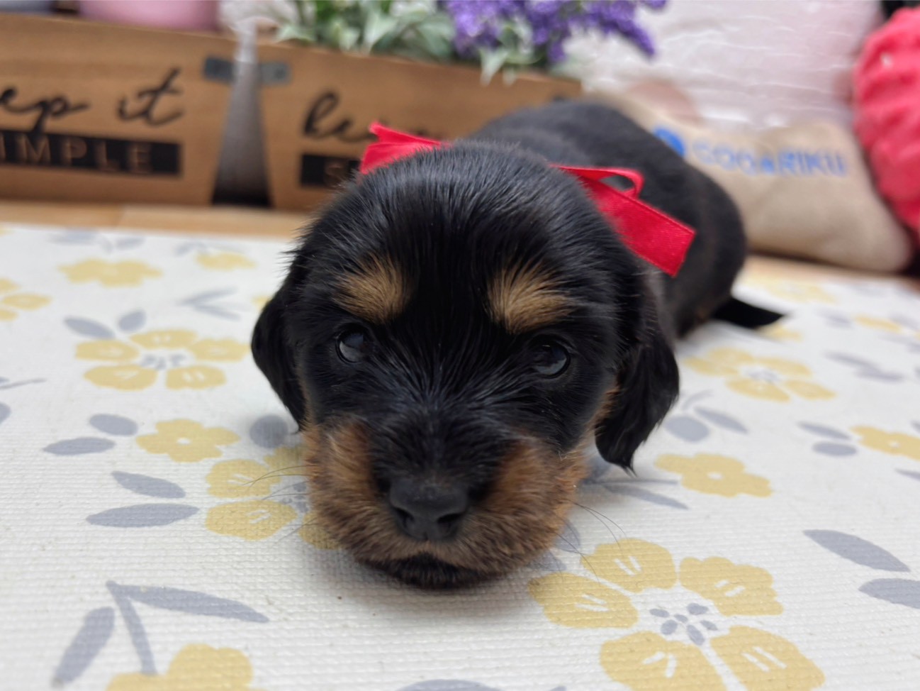 赤ちゃん写真2-1