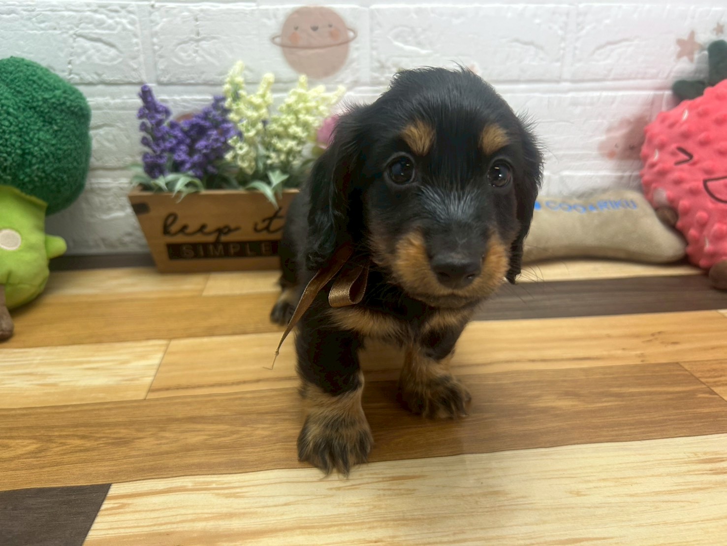 カニンヘンダックスフンド