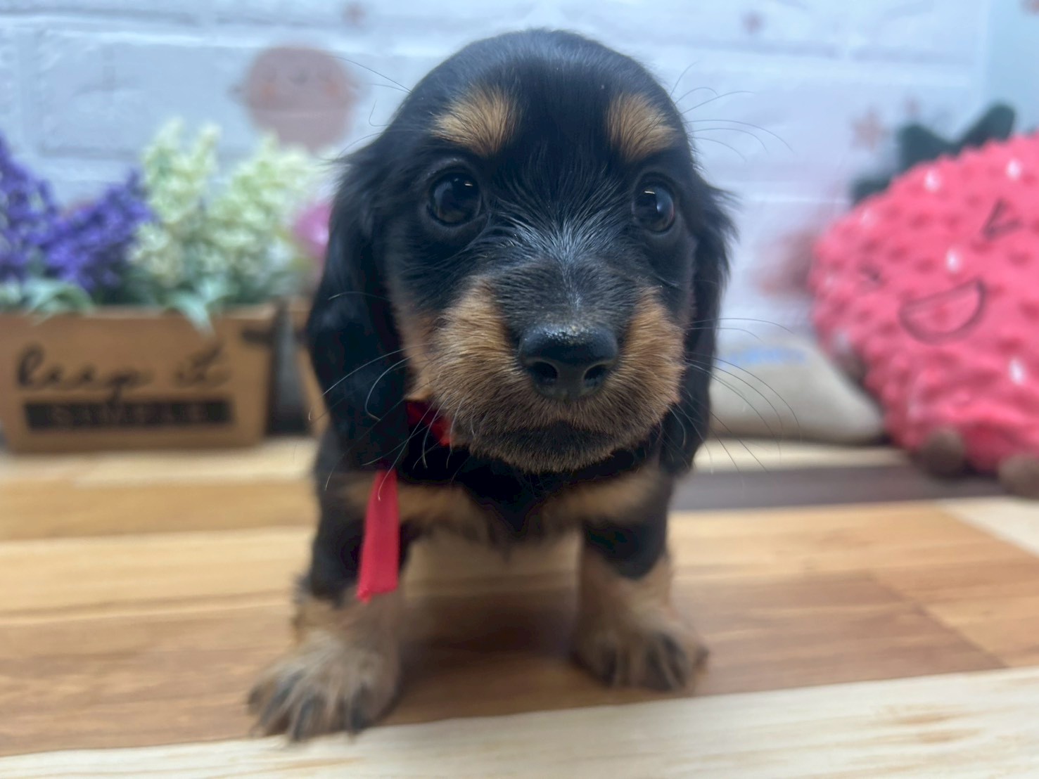 カニンヘンダックスフンド