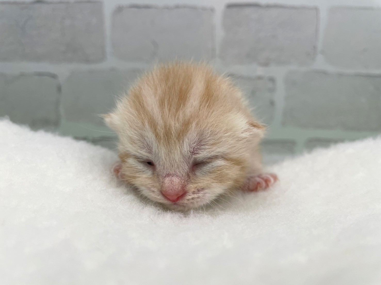 赤ちゃん写真1-1