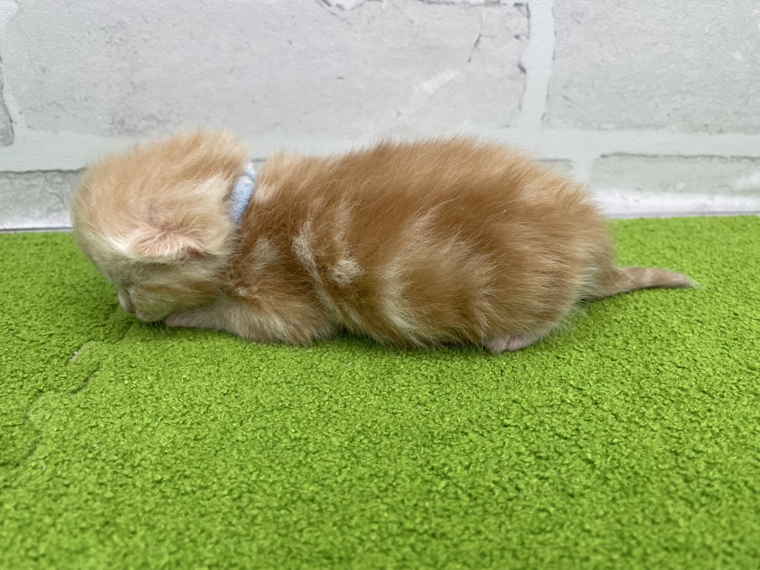 赤ちゃん写真1-2