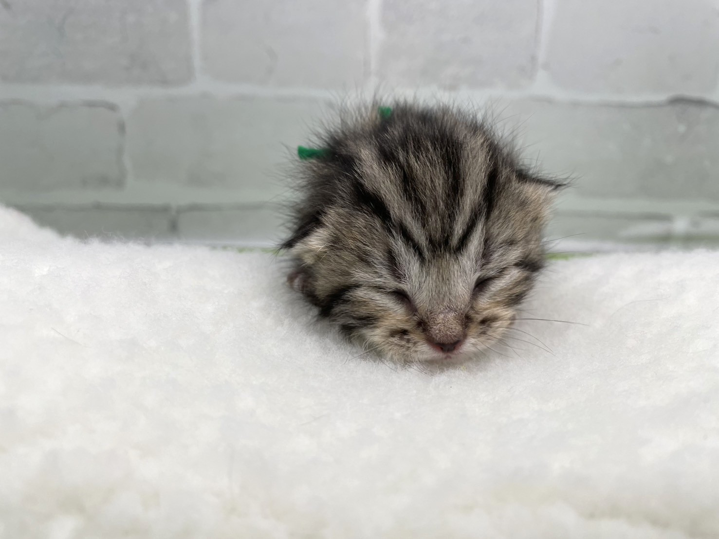 赤ちゃん写真1-1