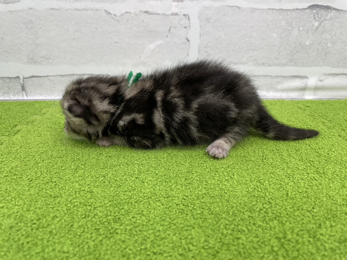 赤ちゃん写真1-2