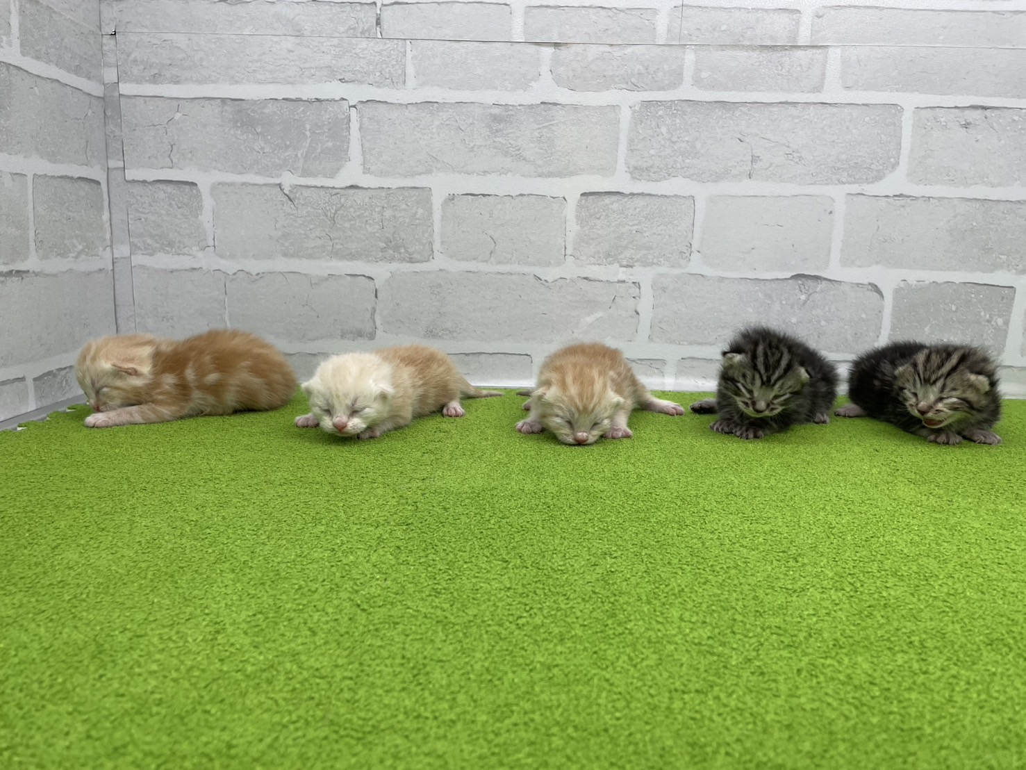 赤ちゃん写真1-3