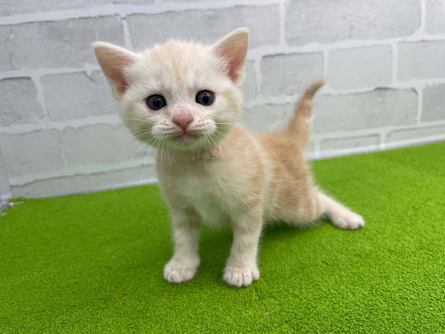 スコティッシュフォールド（立ち耳）