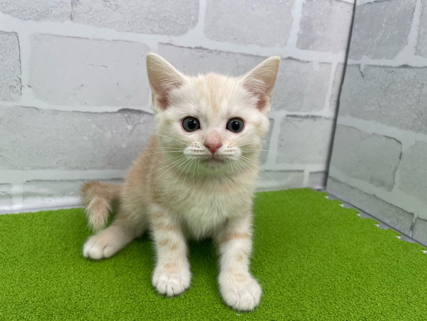 スコティッシュフォールド（立ち耳）