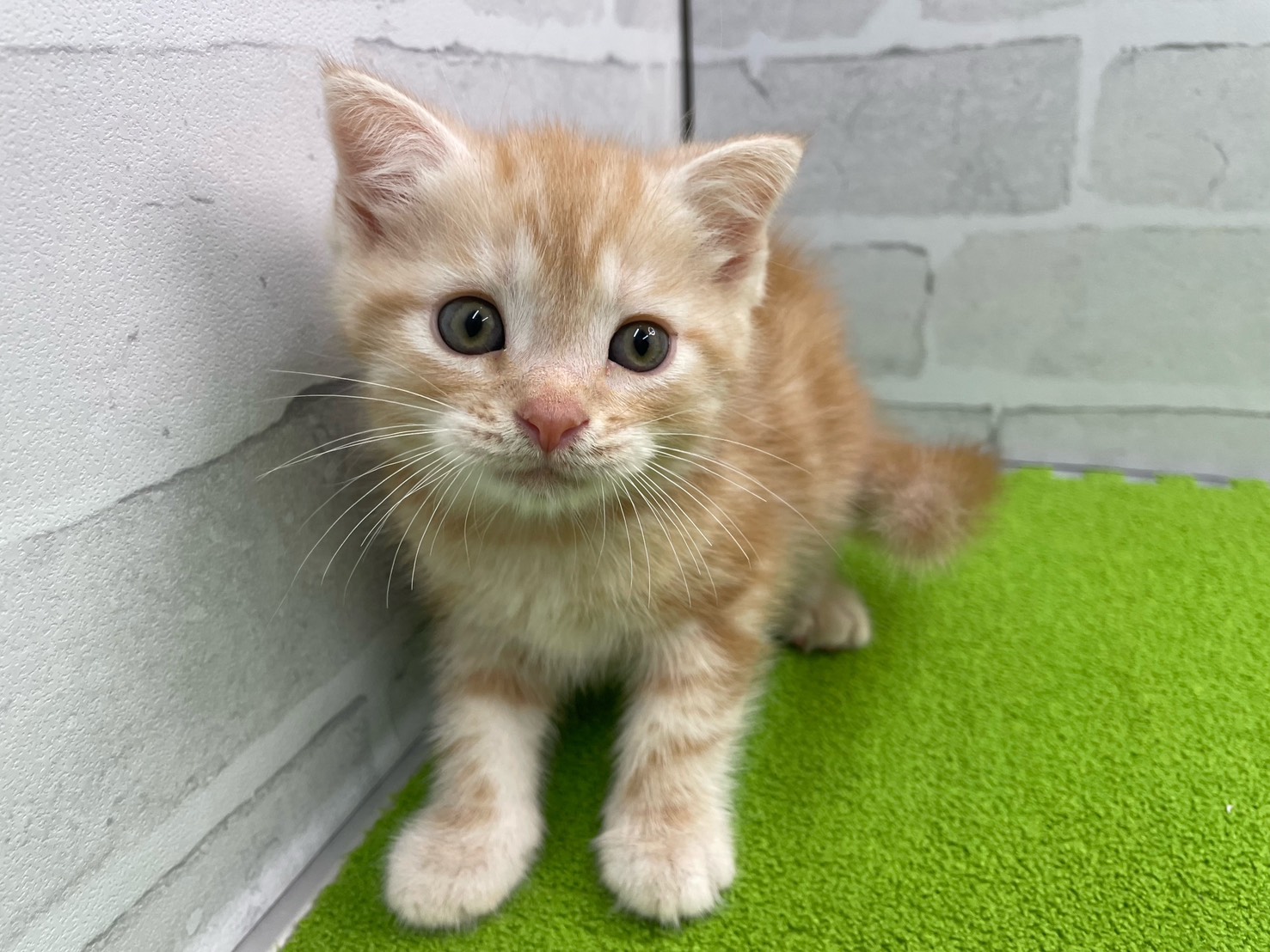 スコティッシュフォールド（立ち耳）