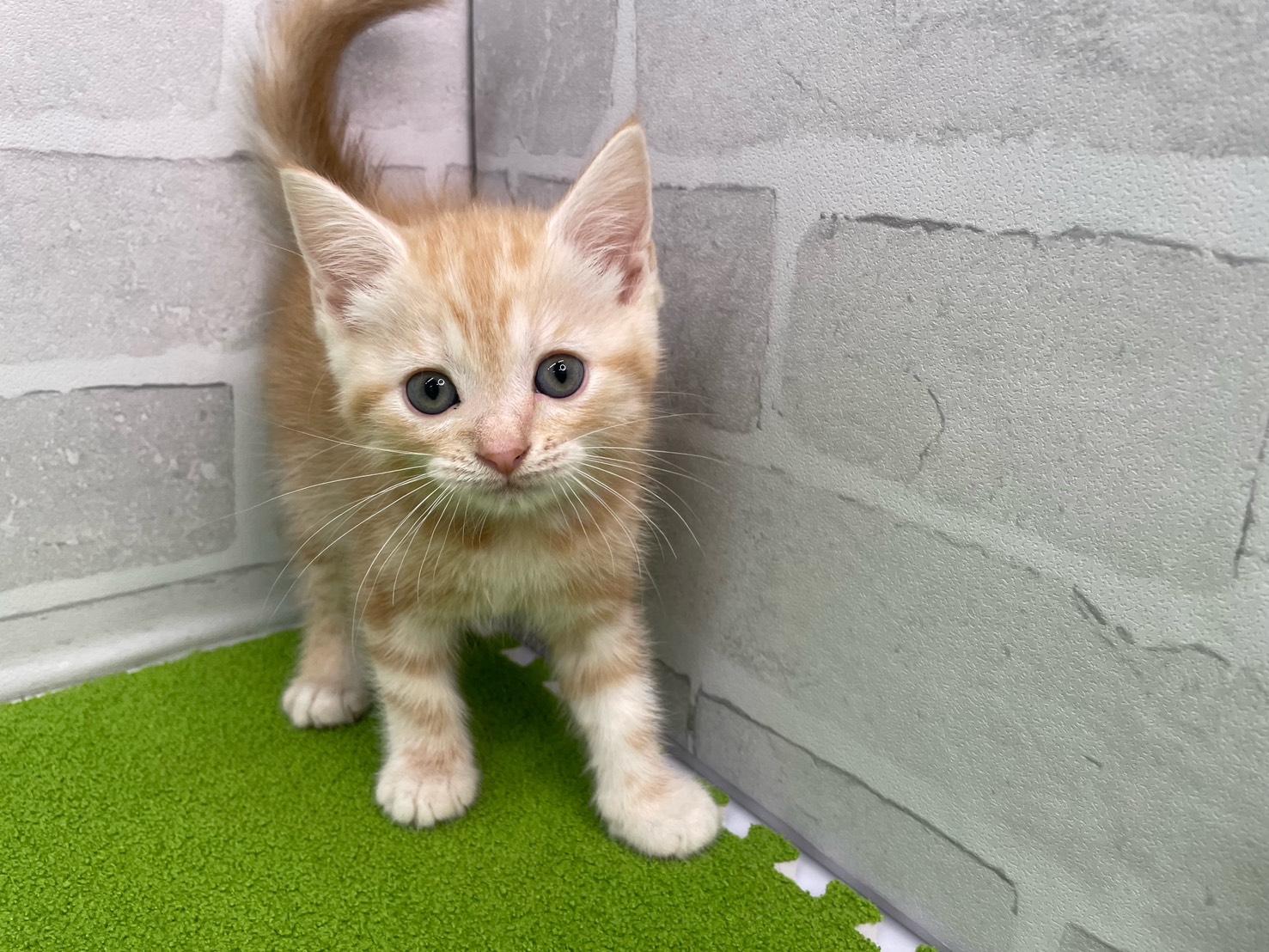 スコティッシュフォールド（立ち耳）