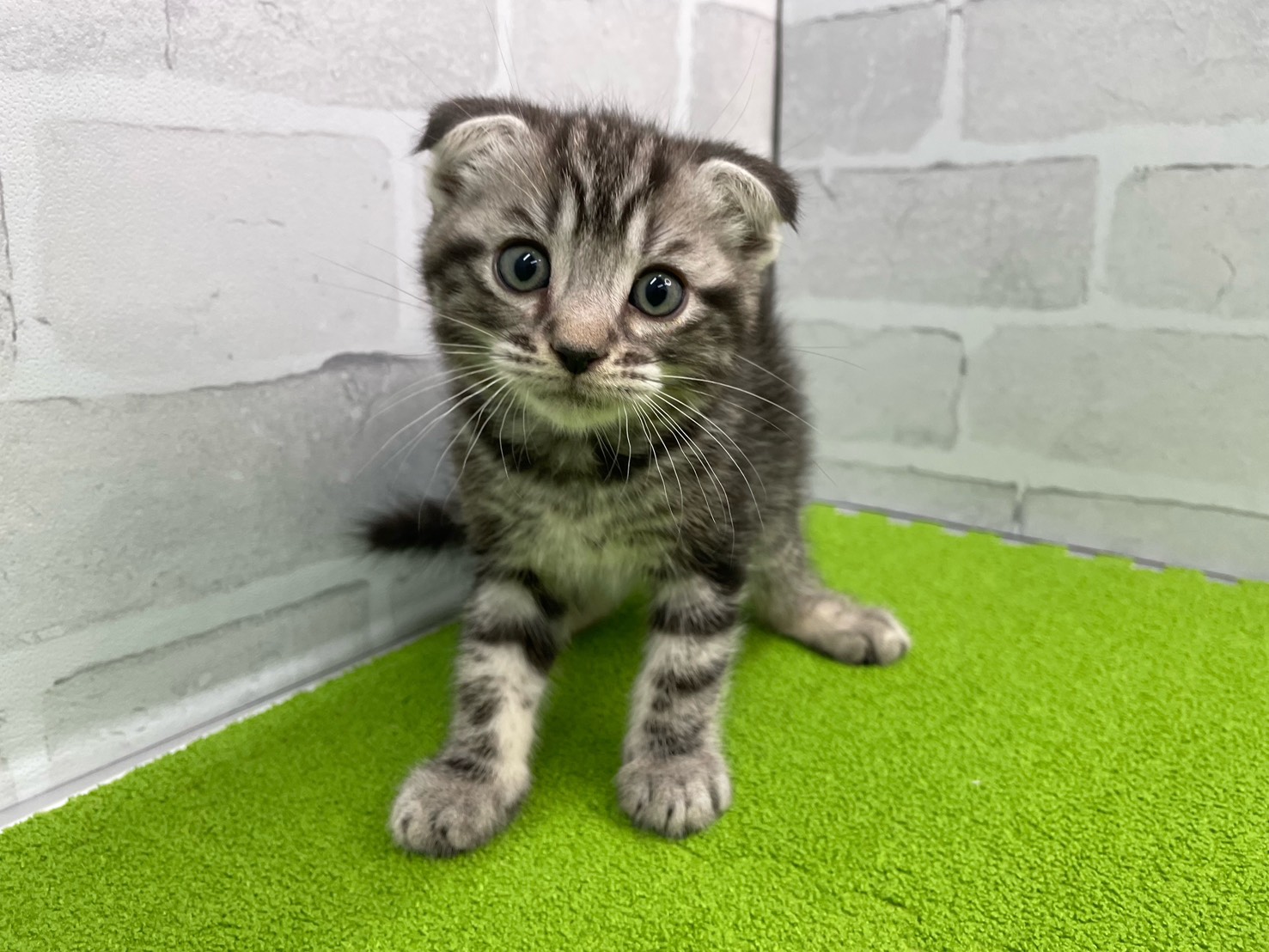 スコティッシュフォールド