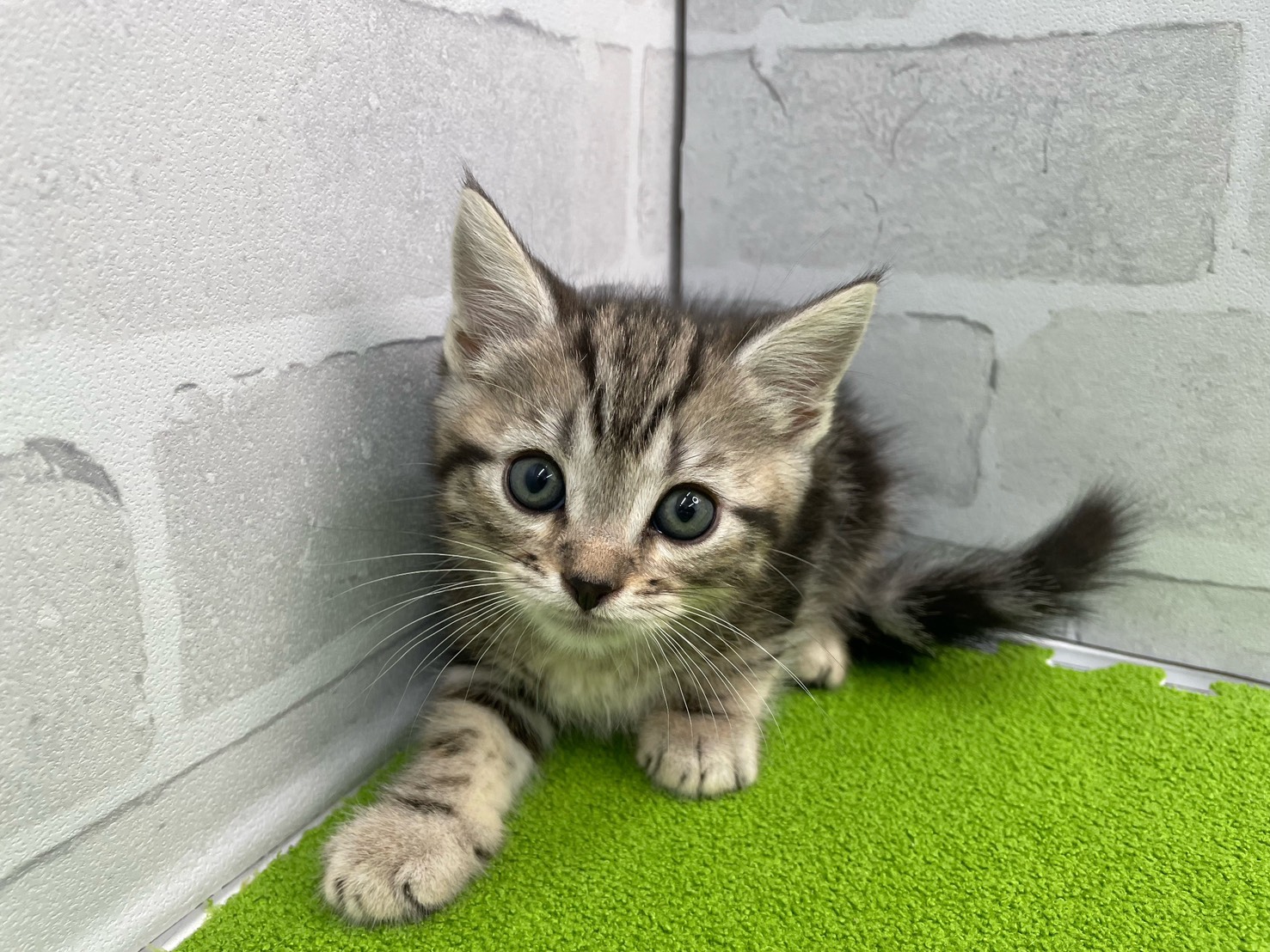 スコティッシュフォールド（立ち耳）