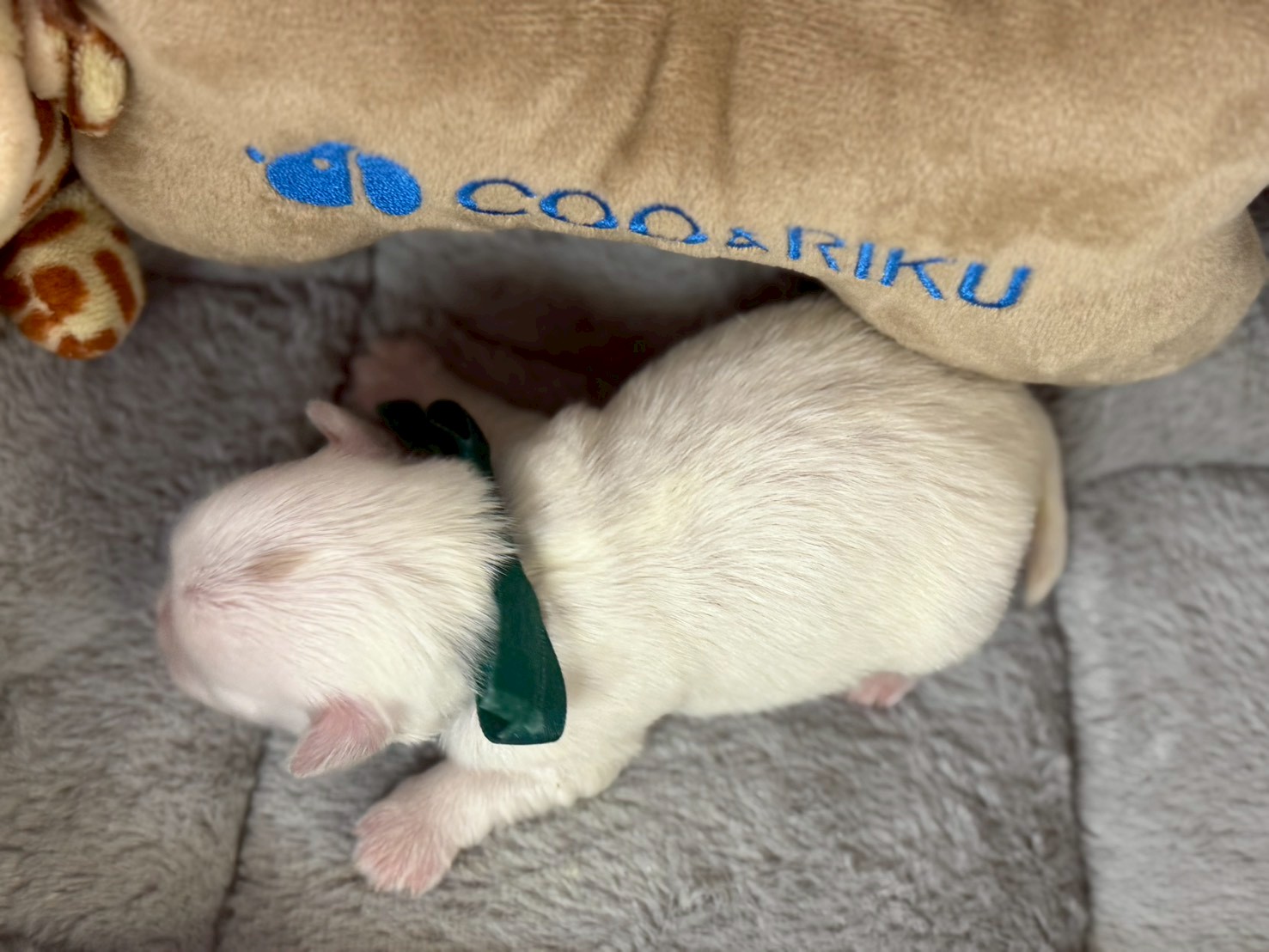 赤ちゃん写真1-3