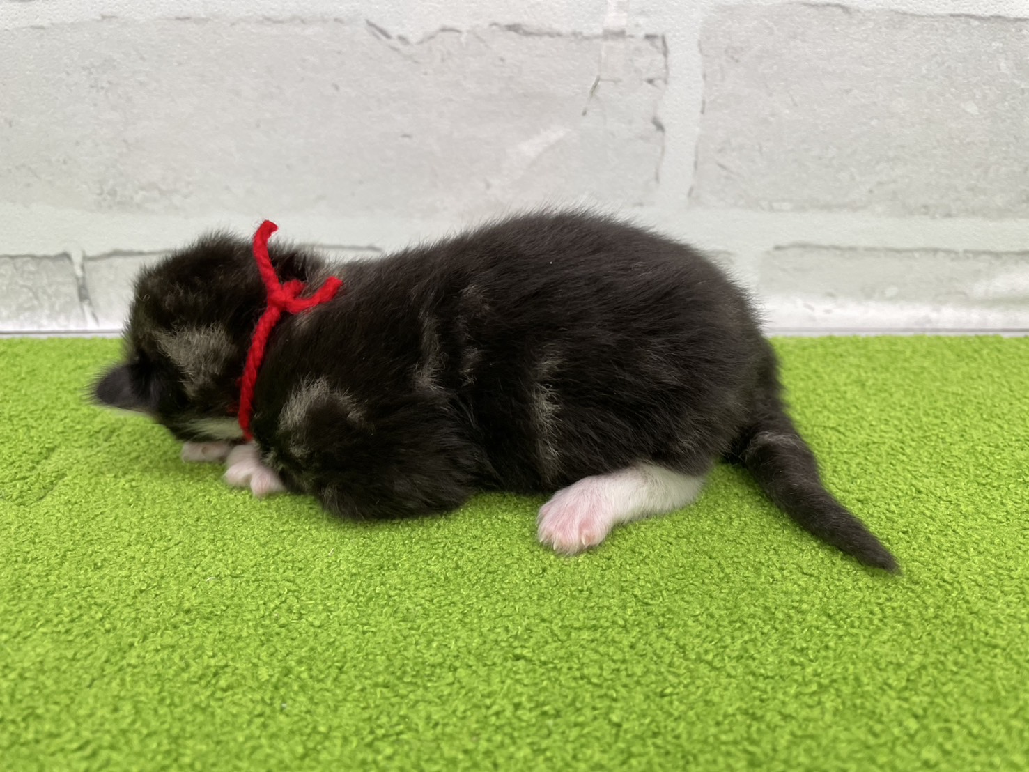 赤ちゃん写真1-2