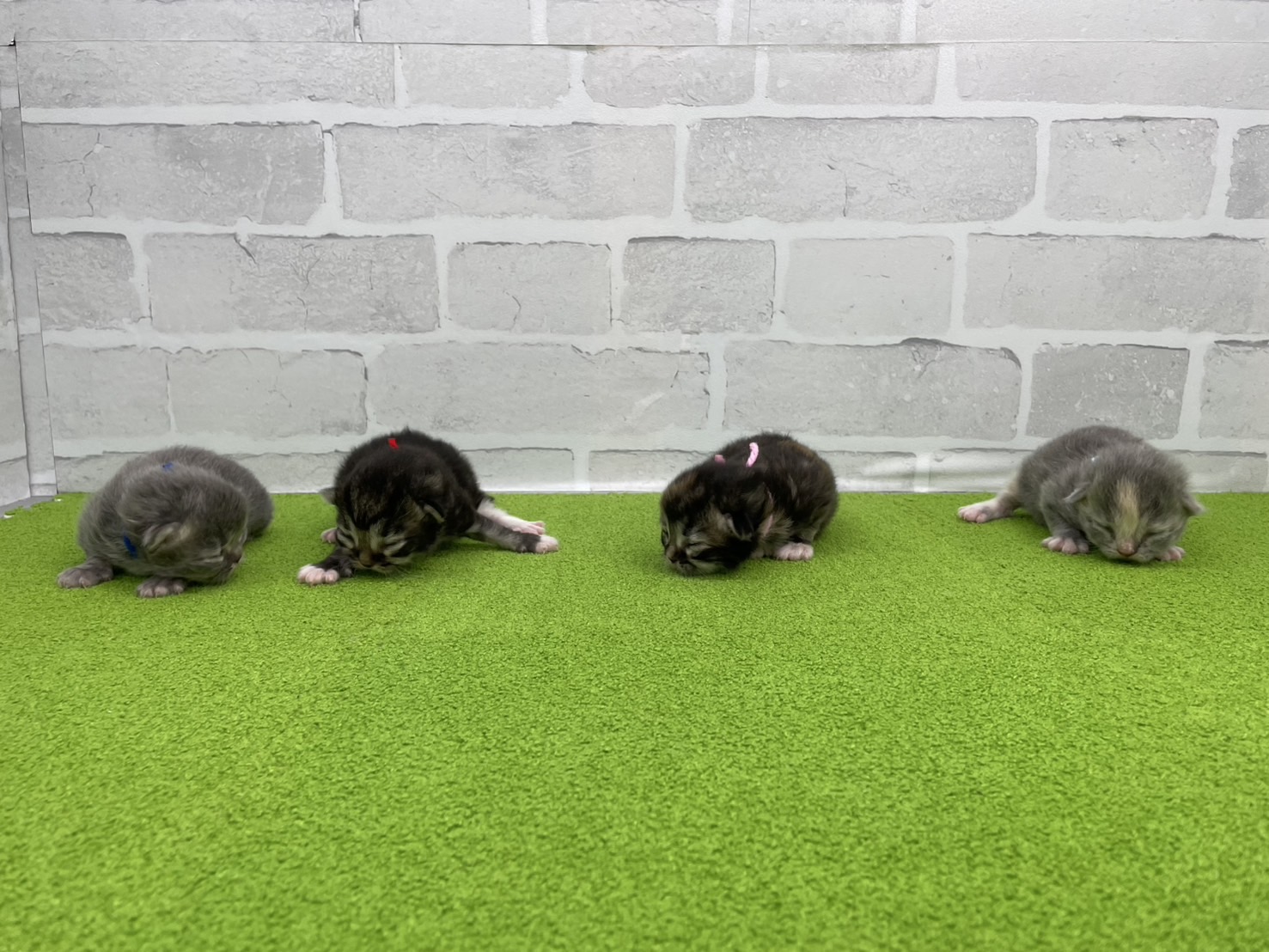 赤ちゃん写真1-3