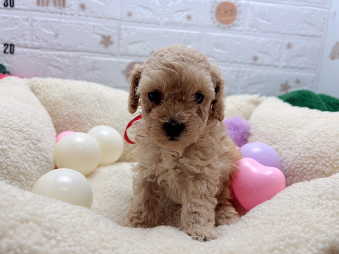 トイ・プードル