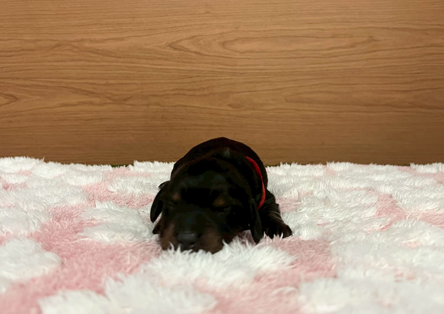 赤ちゃん写真1-1