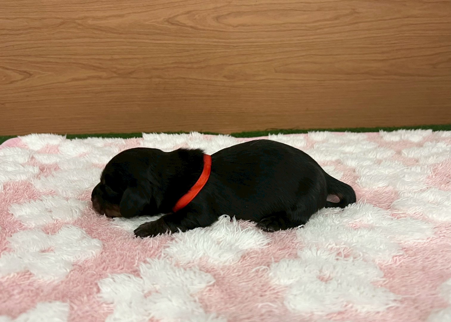 赤ちゃん写真1-2