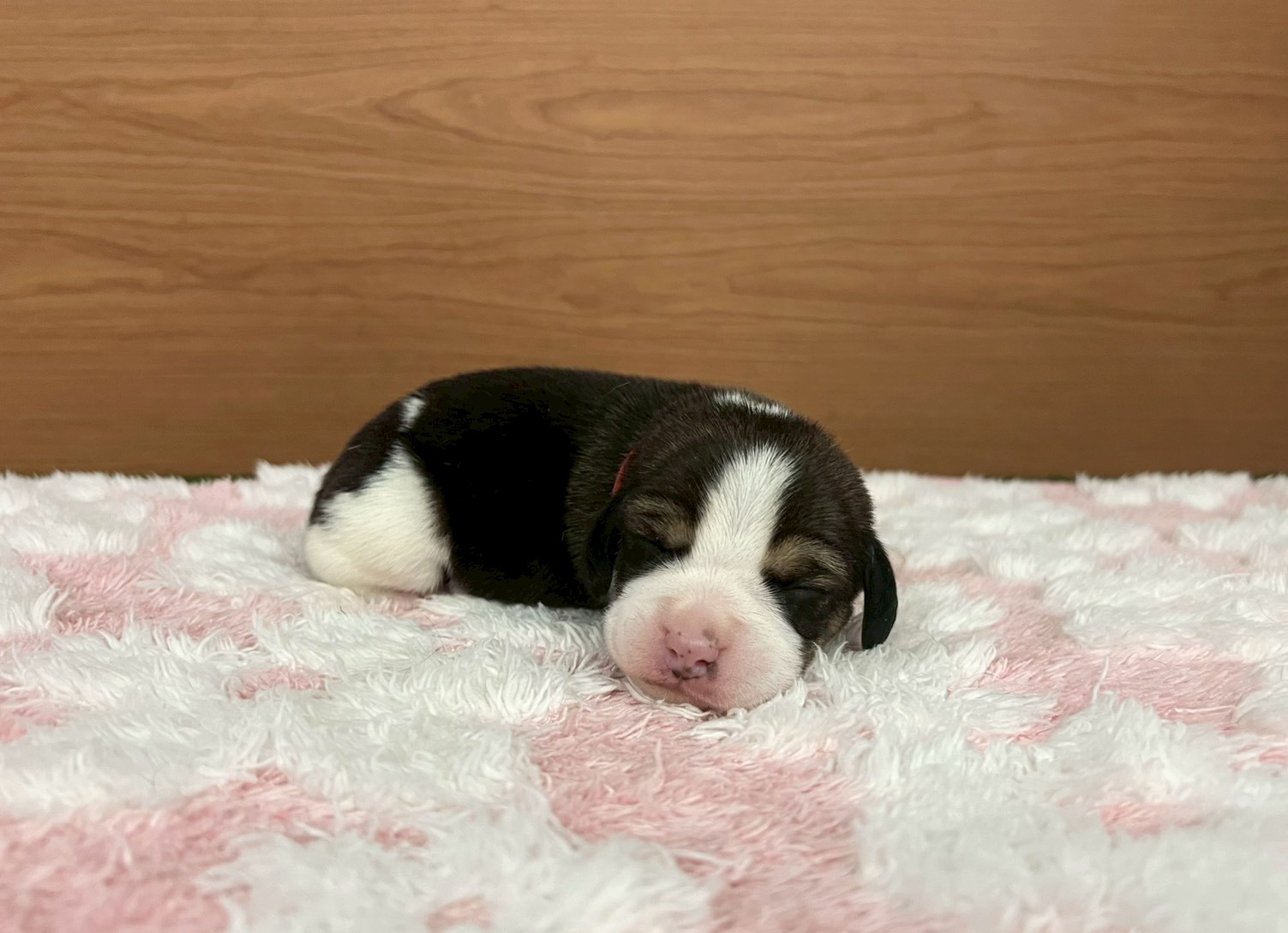 赤ちゃん写真1-1