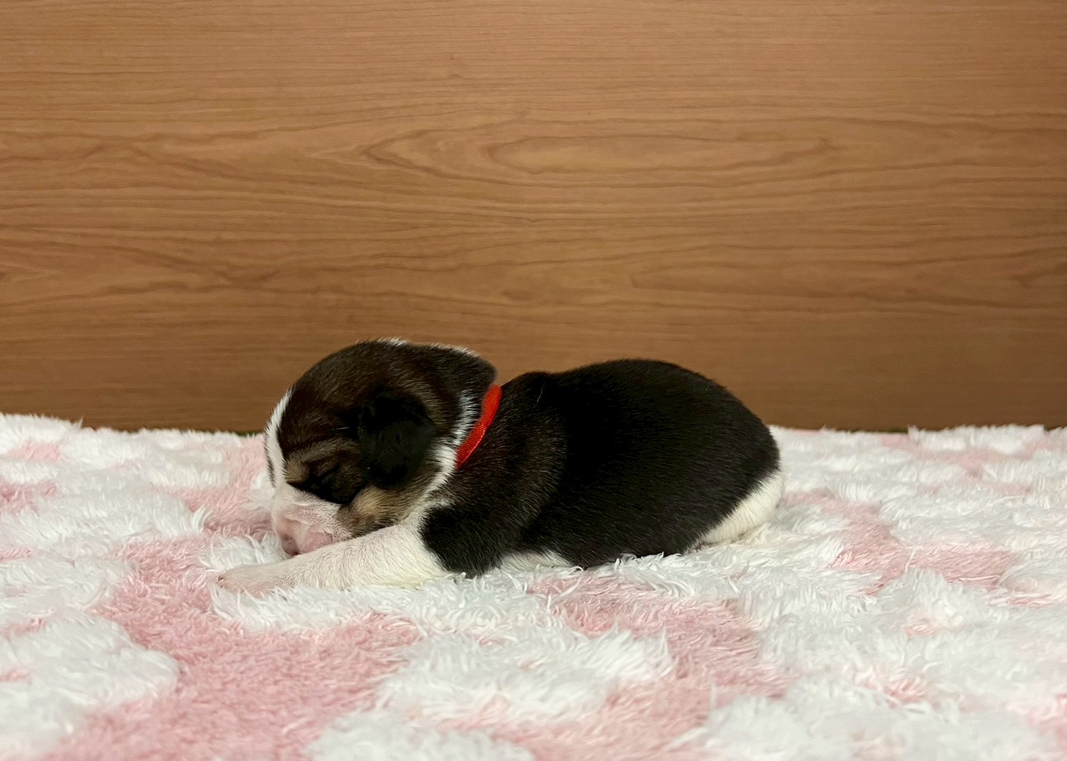 赤ちゃん写真1-2