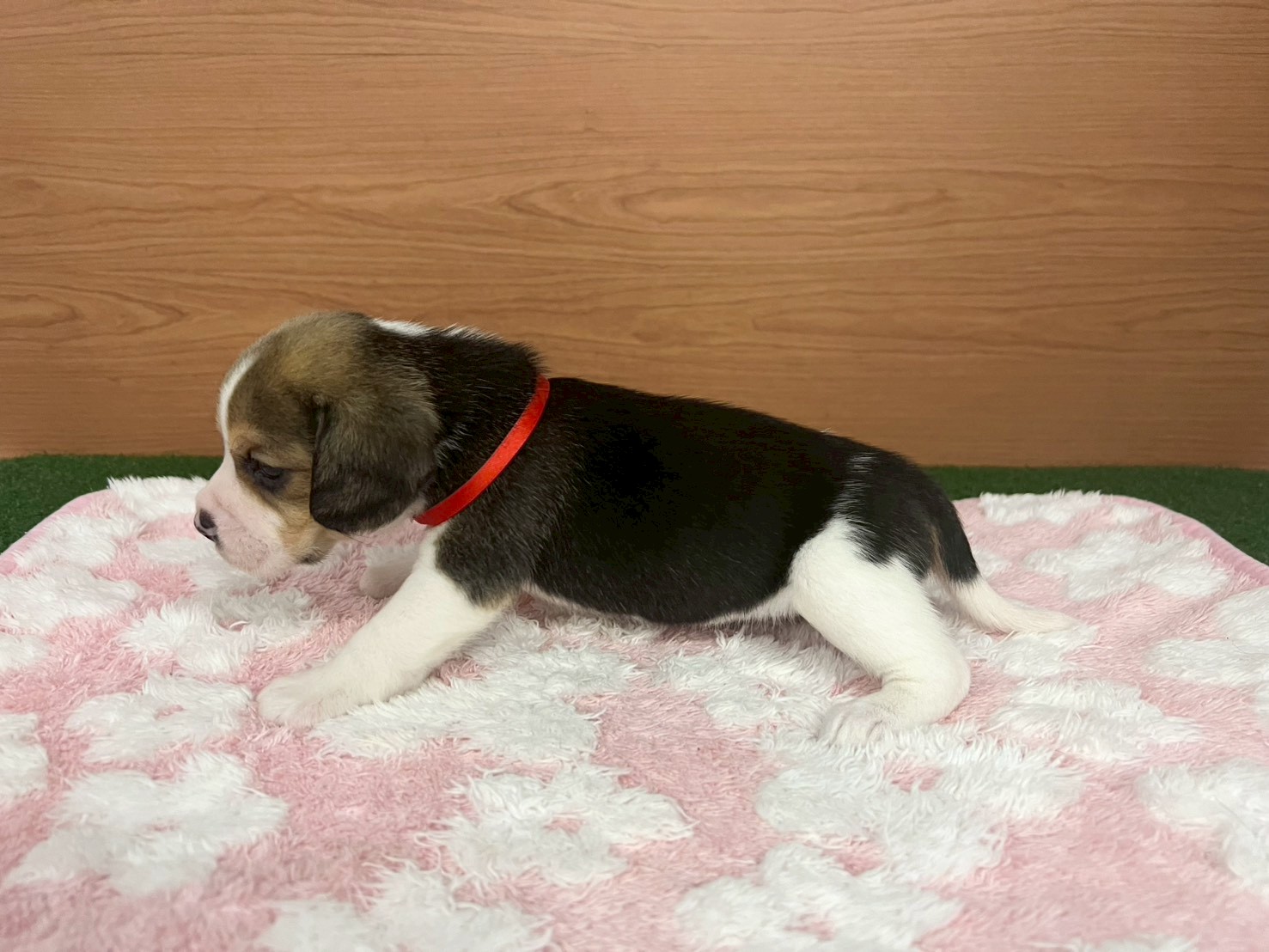 赤ちゃん写真2-2