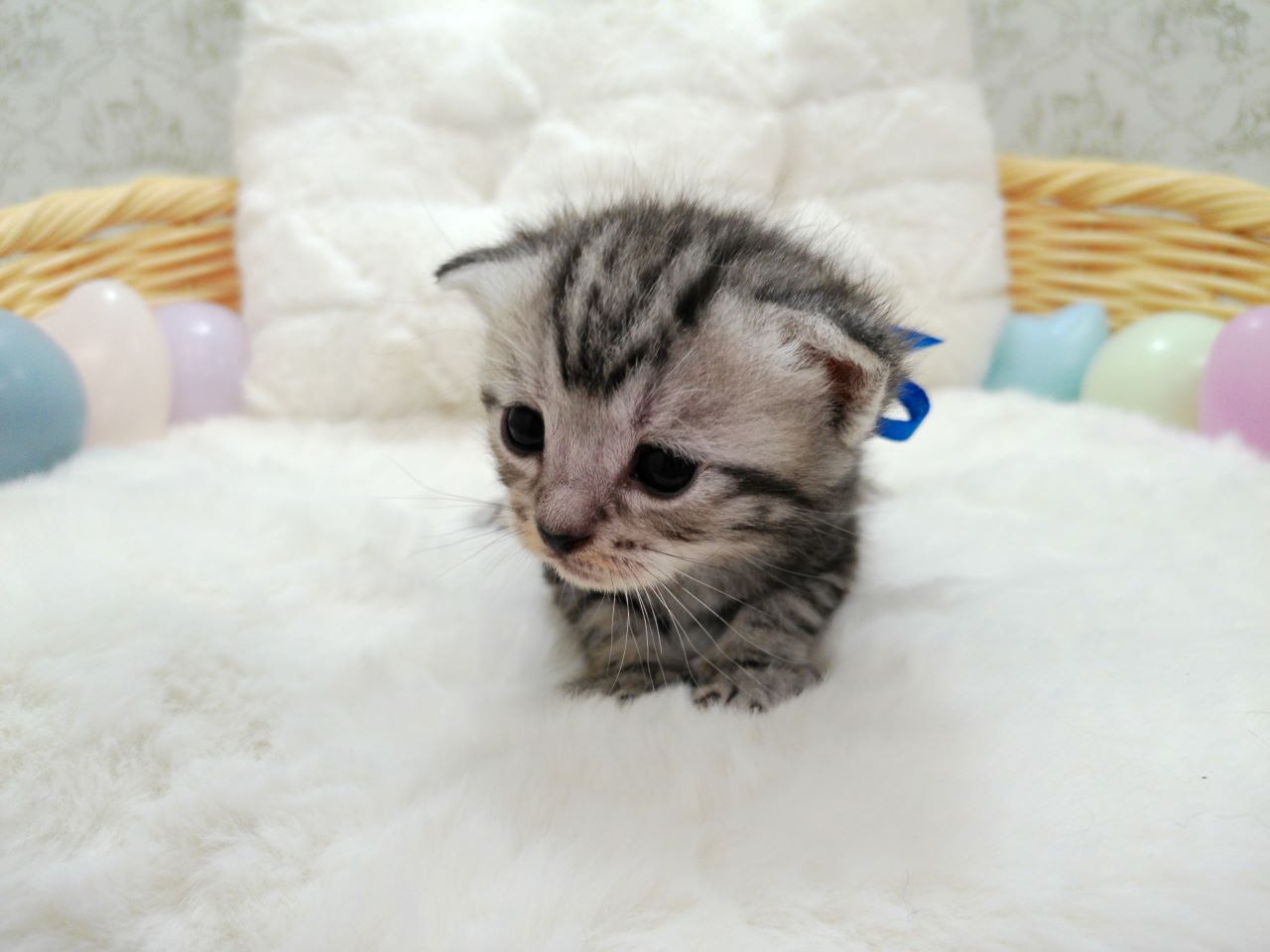 アメリカンショートヘアー