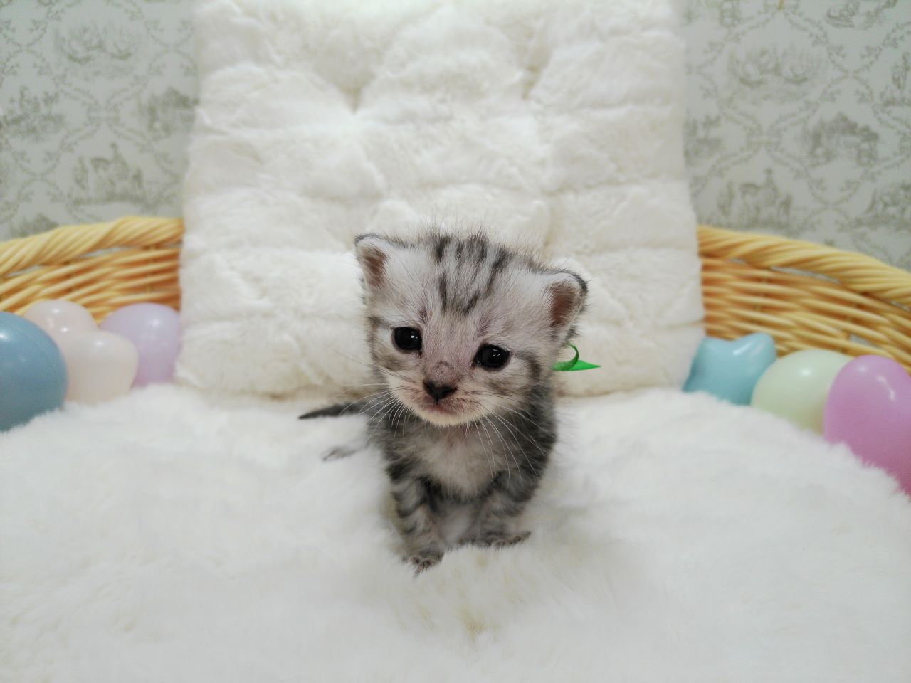 アメリカンショートヘアー